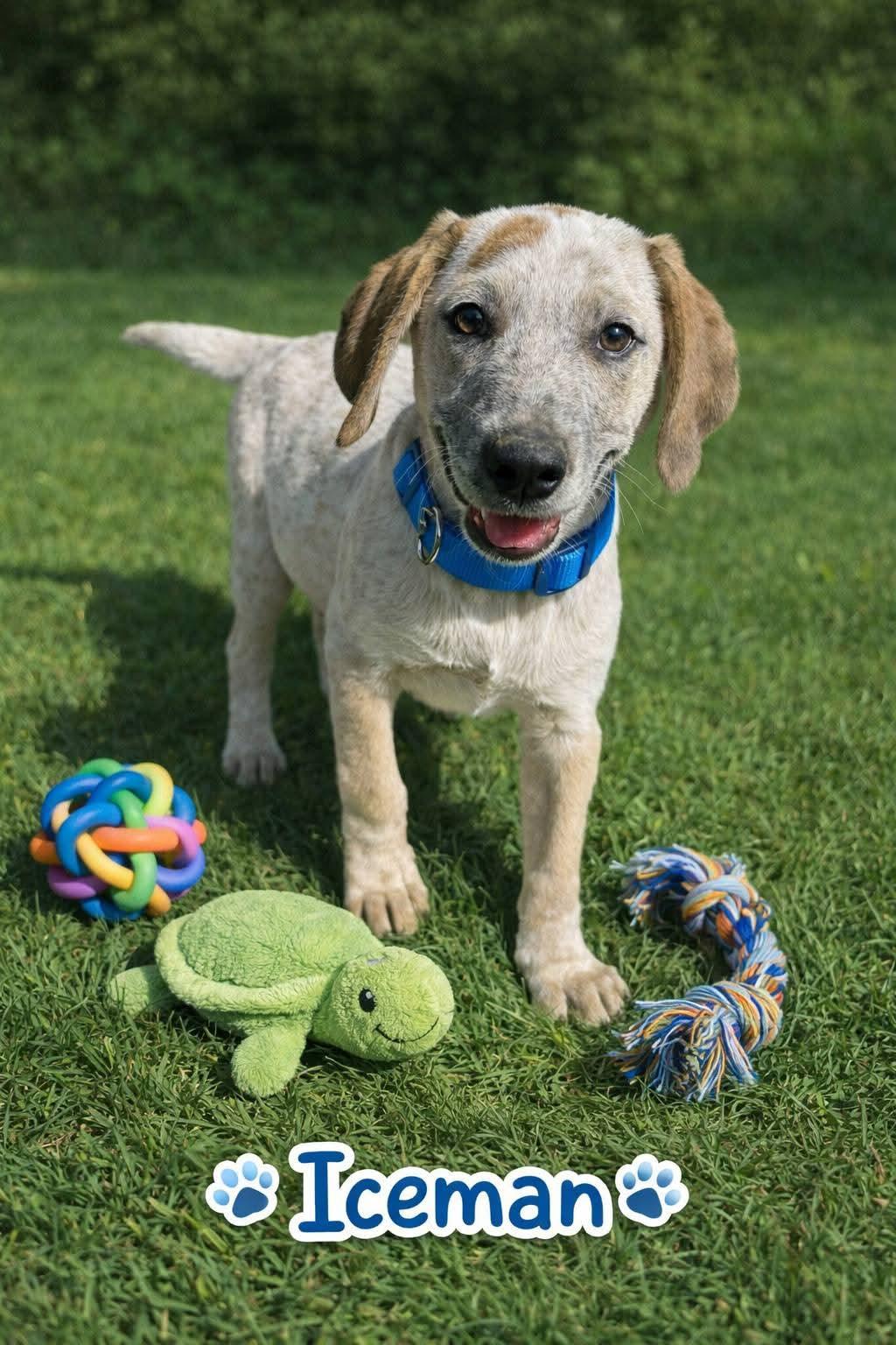 Enlarge Iceman, a Adoptable mixed breed in Toms River, NJ image 1/1