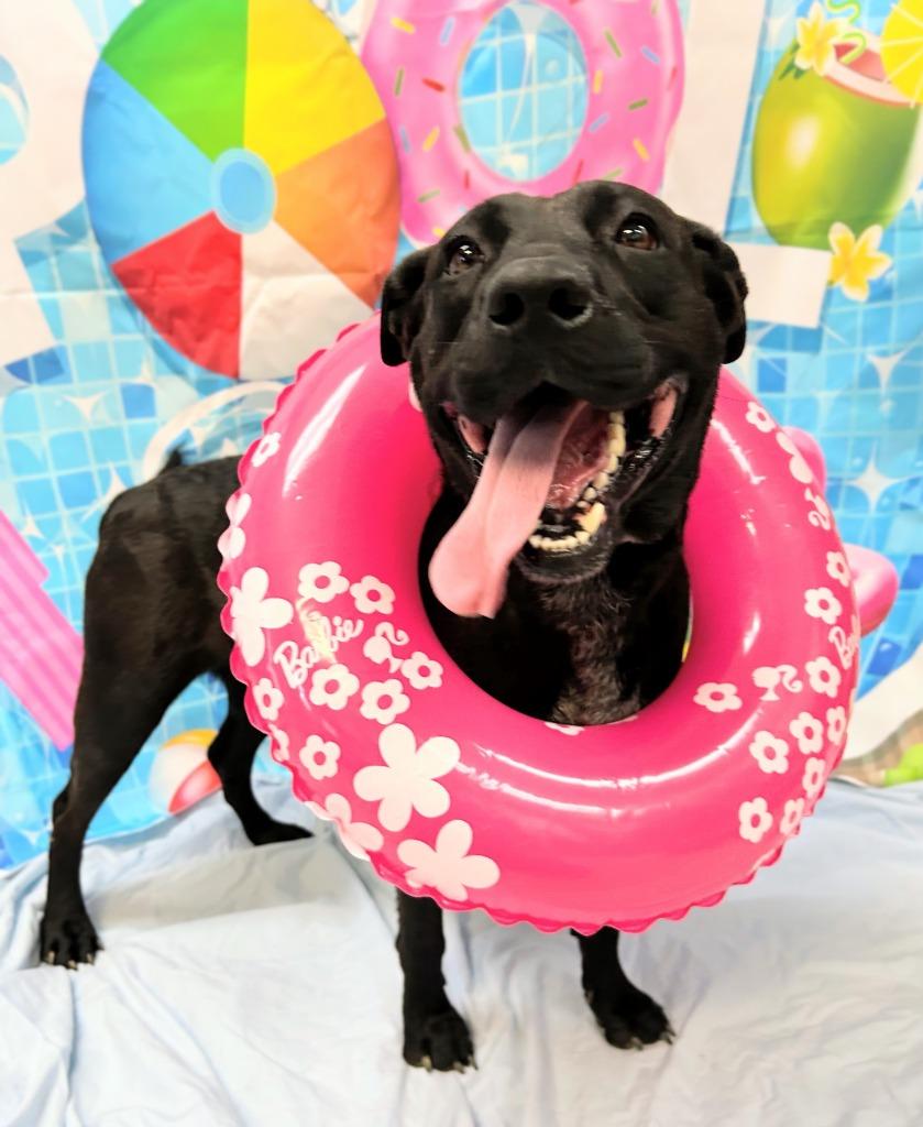 Ava, Adoptable, Young Female Chow Chow & Australian Cattle Dog / Blue Heeler.