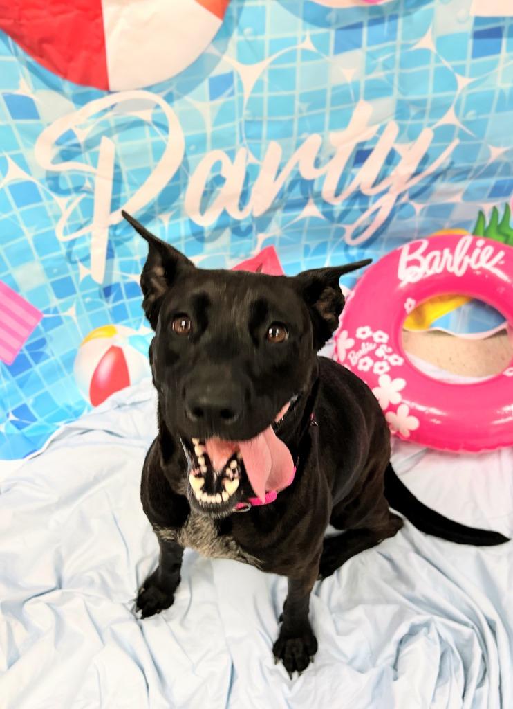Ava, a Adoptable mixed breed in Bryant, AR image 2/6