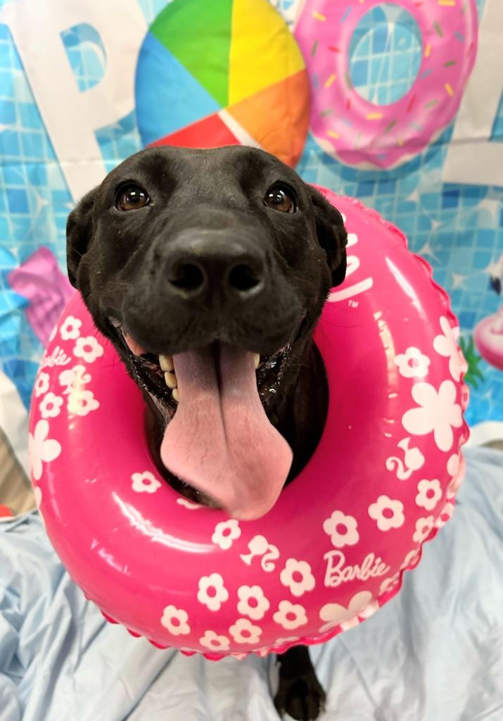 Ava, a Adoptable mixed breed in Bryant, AR image 3/6