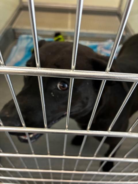 Ava, a Adoptable mixed breed in Bryant, AR image 4/6