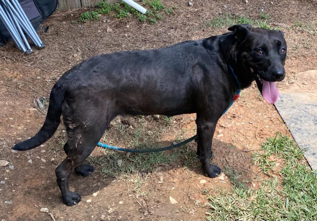 Ava, a Adoptable mixed breed in Bryant, AR image 5/6