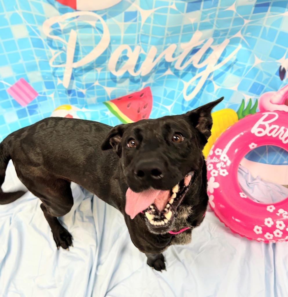 Ava, a Adoptable mixed breed in Bryant, AR image 6/6