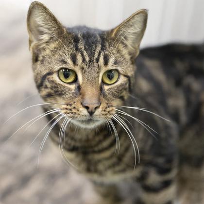 Enlarge Ramsey, an adoptable mixed breed in Bedford, IN image 1/1