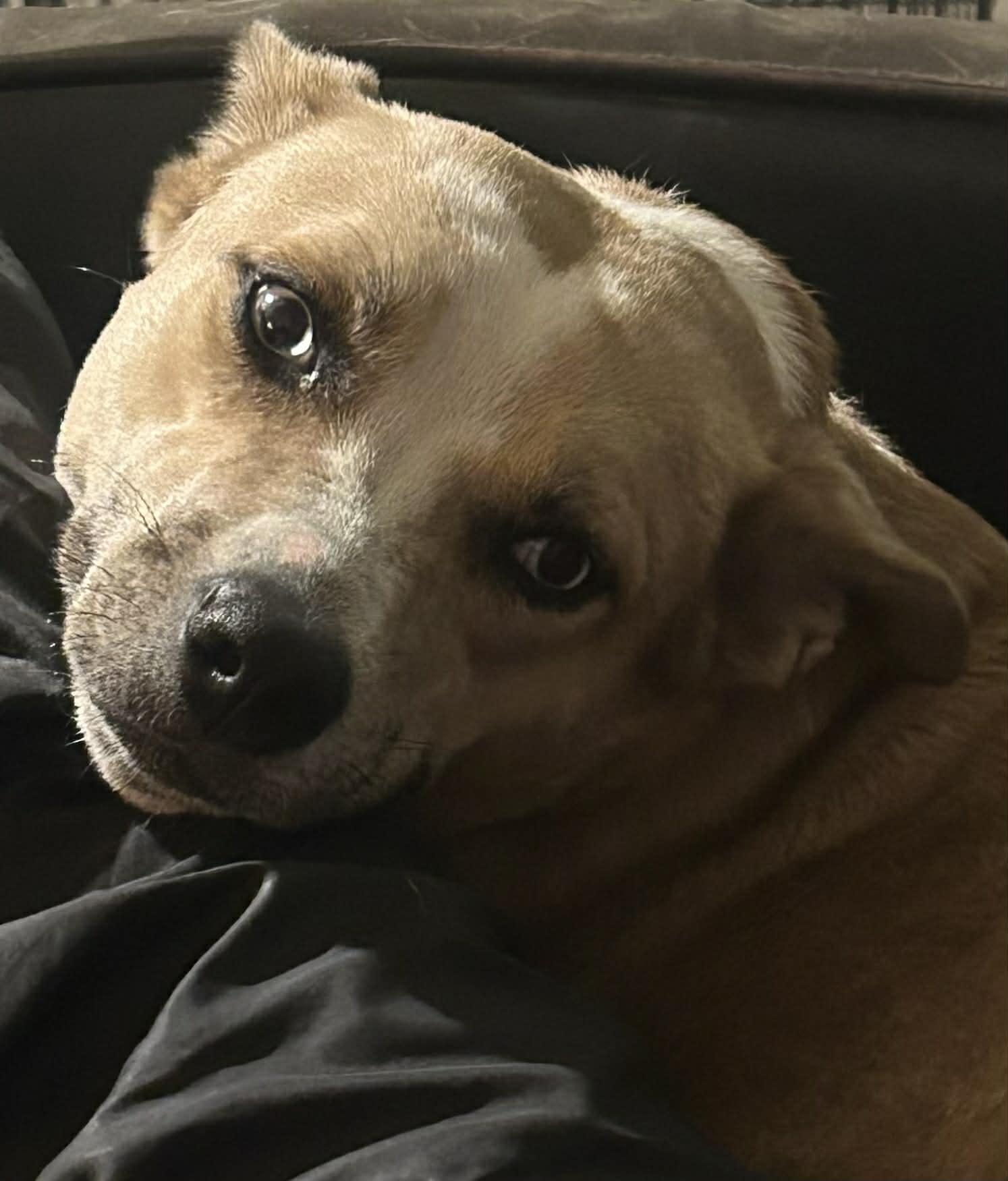 Enlarge Summer, a Adoptable mixed breed in Atlanta, GA image 3/6