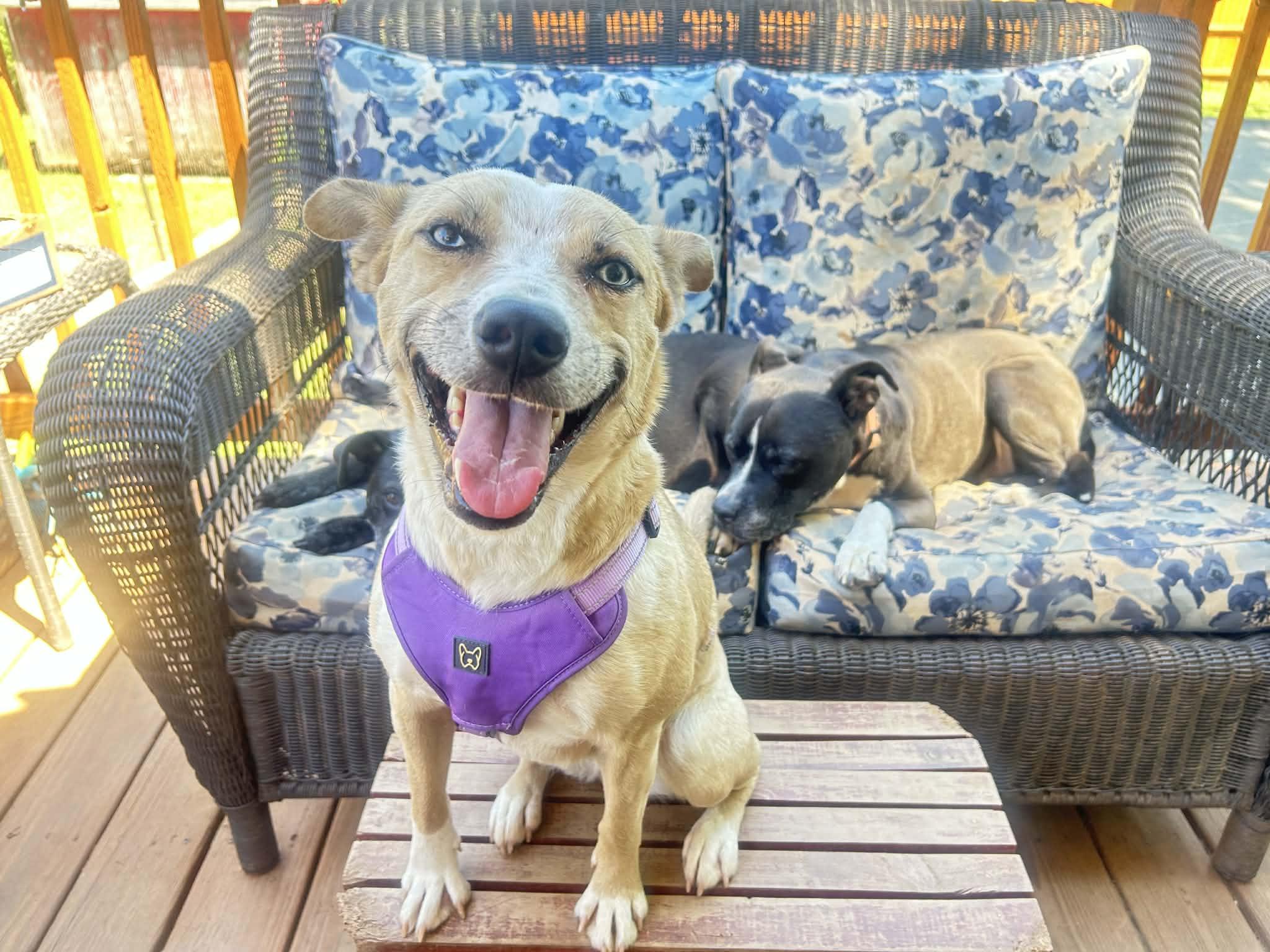 Summer, Adoptable, Young Female Australian Cattle Dog / Blue Heeler & Siberian Husky.