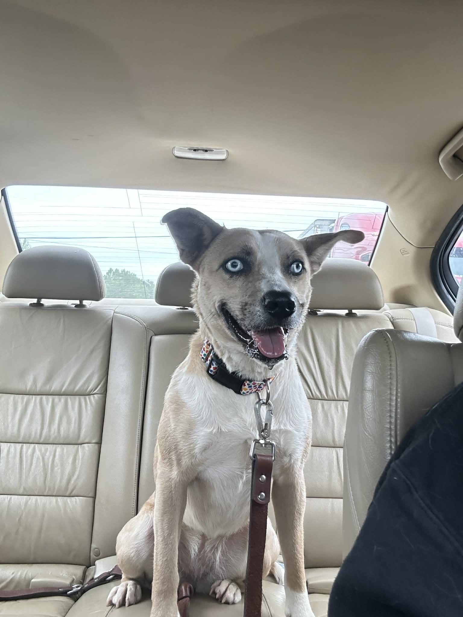 Enlarge Summer, a Adoptable mixed breed in Atlanta, GA image 5/6