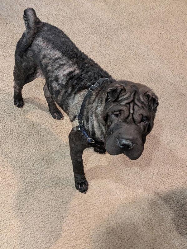 Enlarge Lola, a Adoptable Shar-Pei in Lake Forest, CA image 1/3