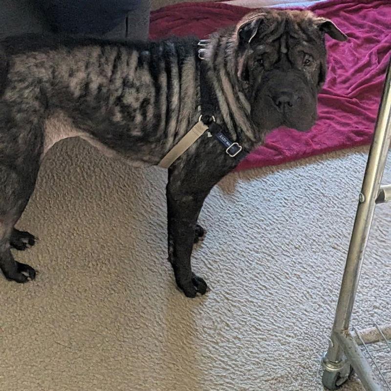 Enlarge Lola, a Adoptable Shar-Pei in Lake Forest, CA image 2/3