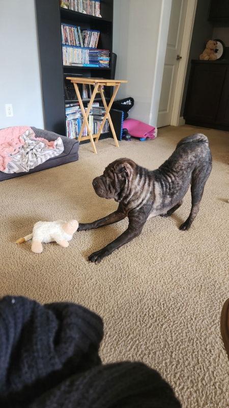 Lola, Adoptable, Adult Female Shar-Pei.