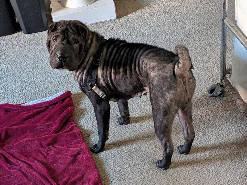 Enlarge Lola, a Adoptable Shar-Pei in Lake Forest, CA image 3/3