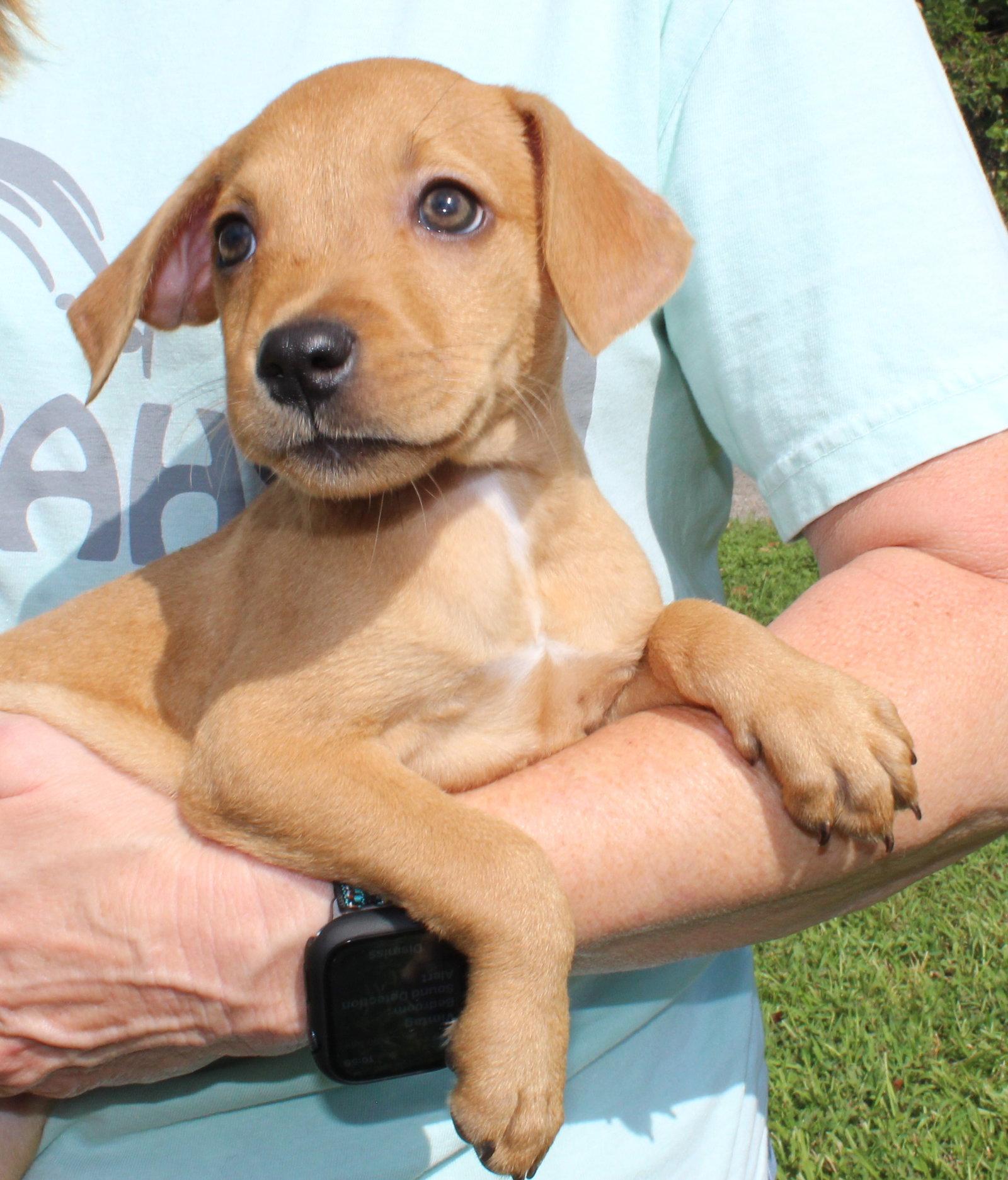 Enlarge Tiny Tina 44227, a Adoptable Retriever in Prattville, AL image 1/3