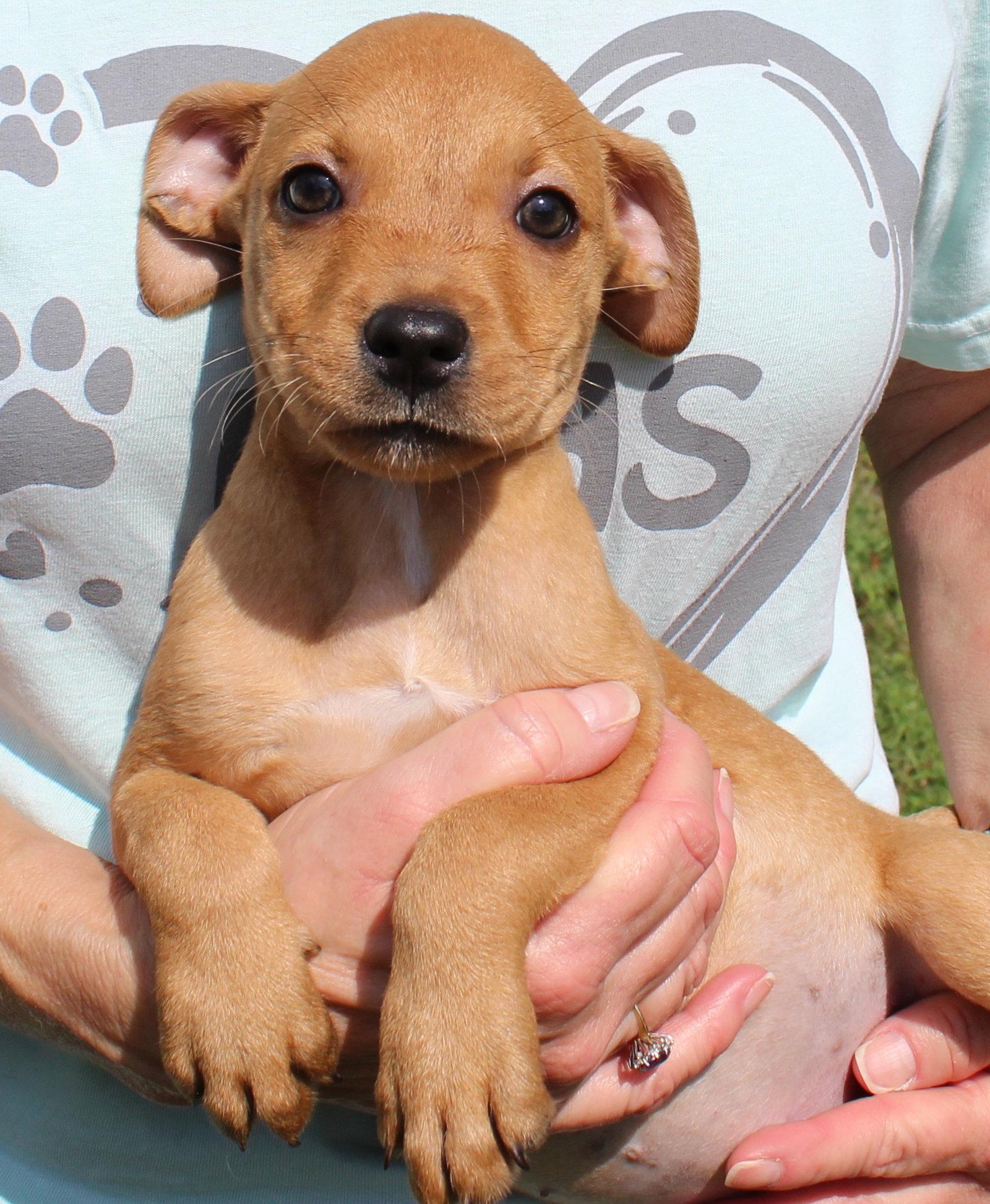 Enlarge Tiny Tina 44227, a Adoptable Retriever in Prattville, AL image 2/3