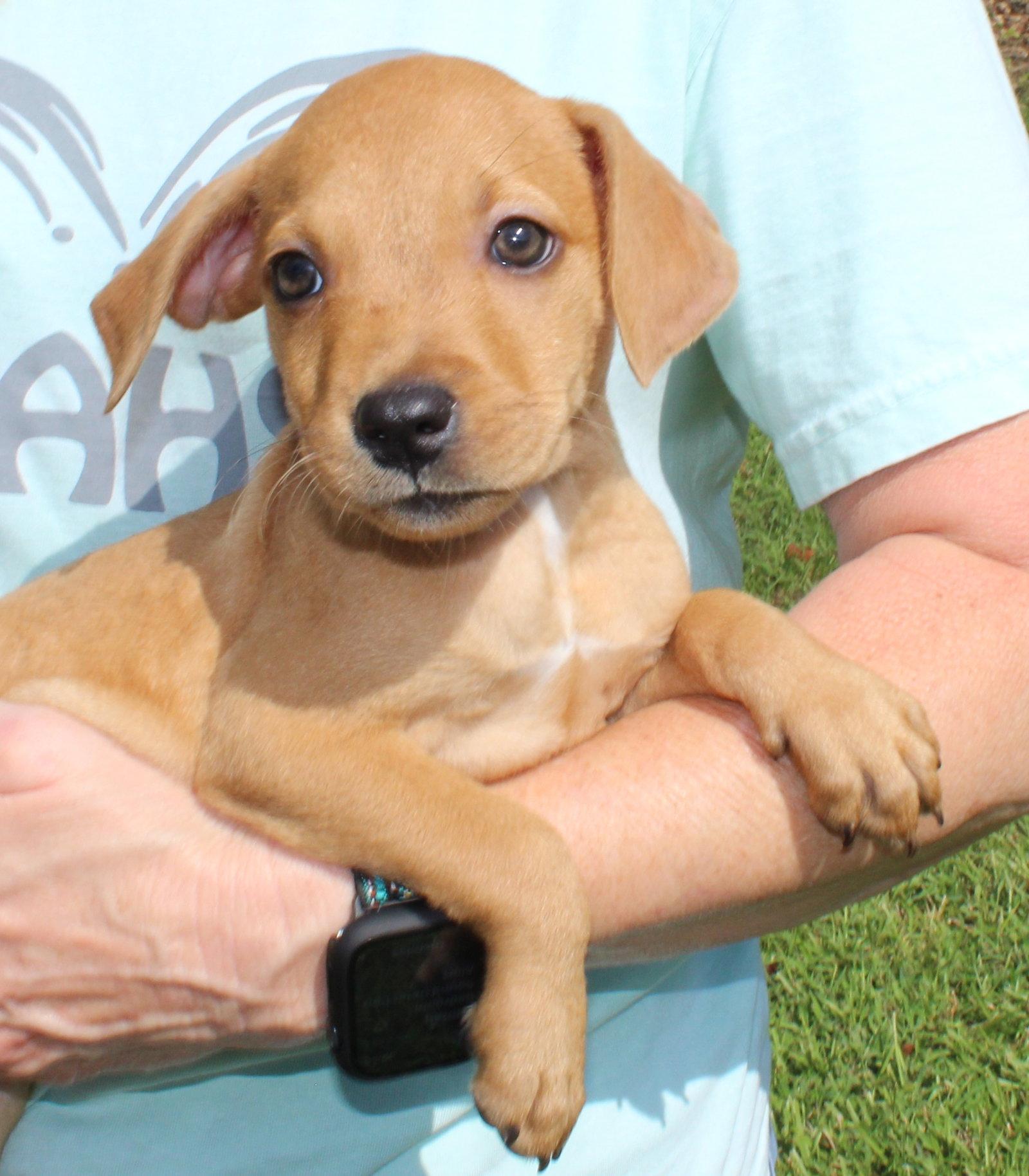 Enlarge Tiny Tina 44227, a Adoptable Retriever in Prattville, AL image 3/3