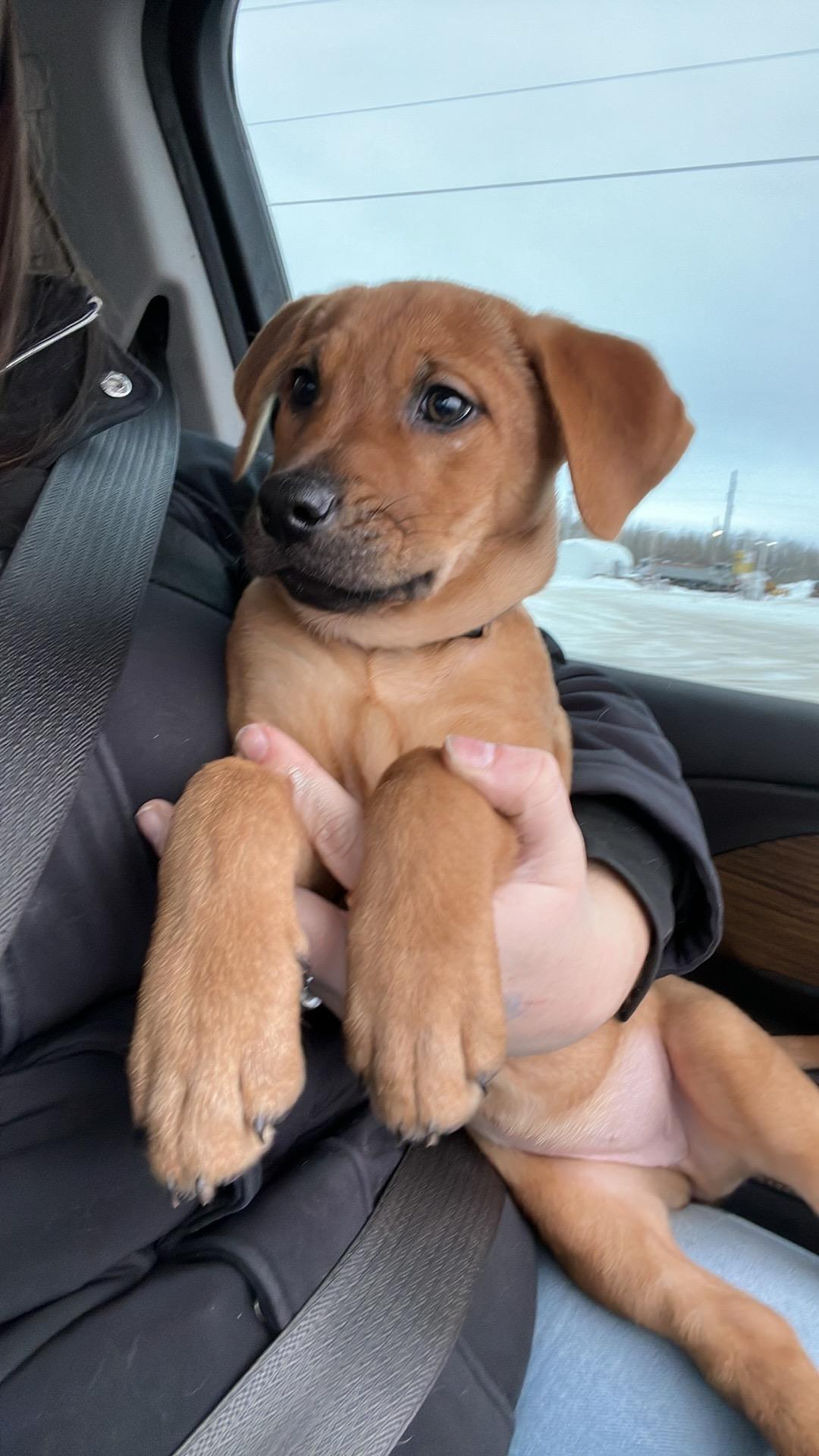 Little Cedar (20260203-04) — thumbnail 2