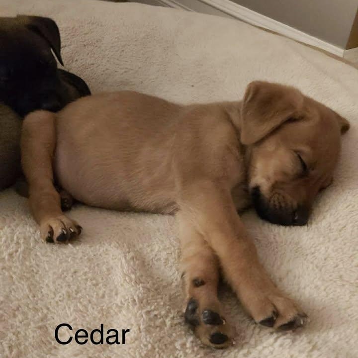 Little Cedar (20260203-04) — thumbnail 6