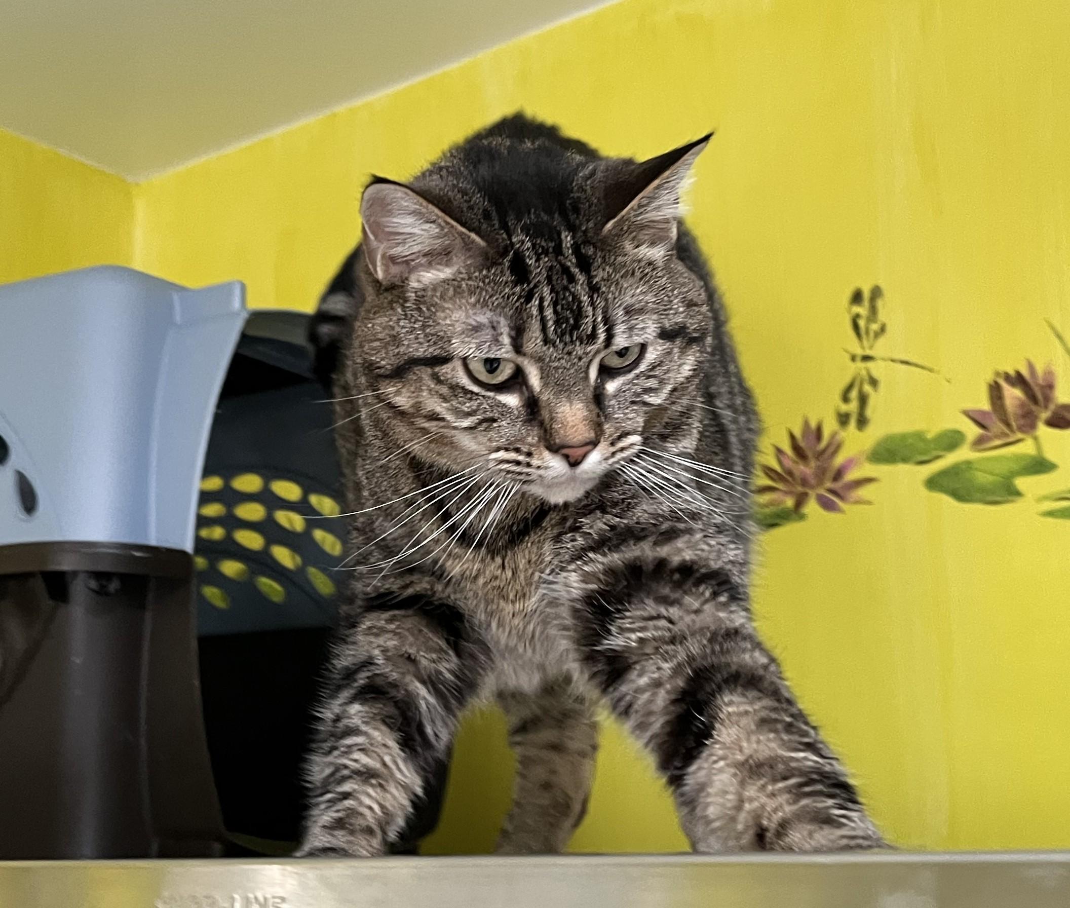 Tater Shewman (Bonded sister of Boots!)