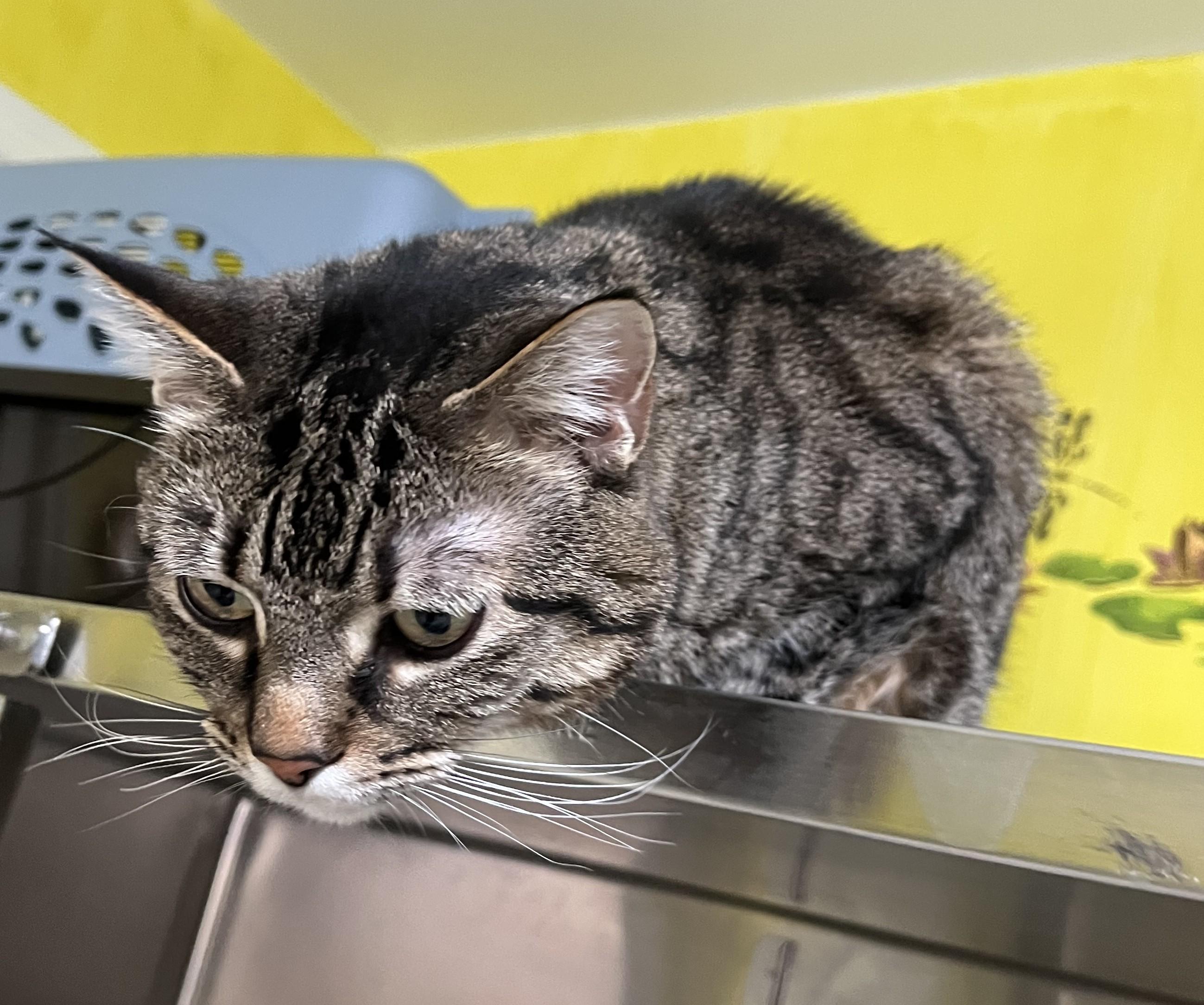 Tater Shewman (Bonded sister of Boots!) — thumbnail 2