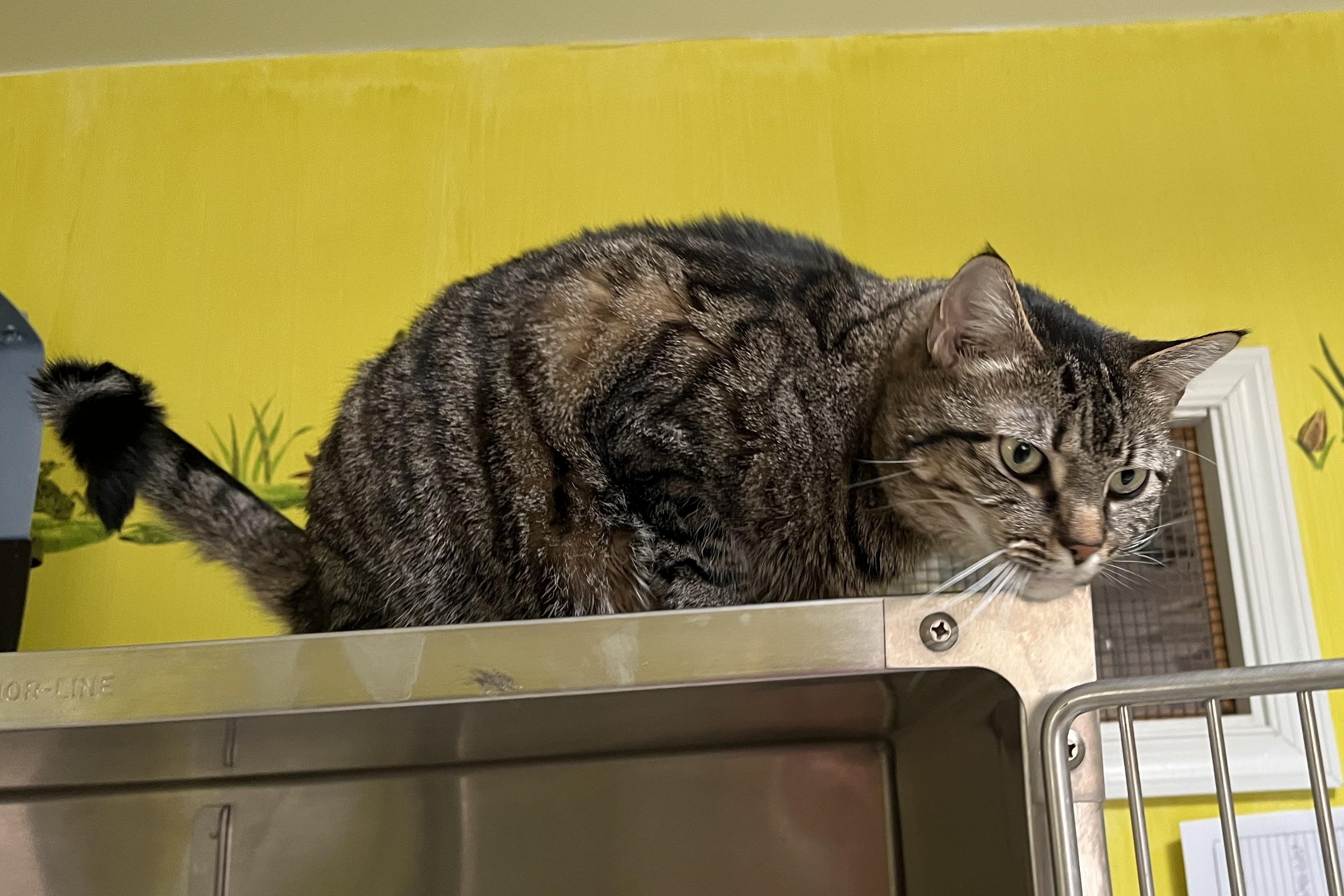 Tater Shewman (Bonded sister of Boots!) — thumbnail 3