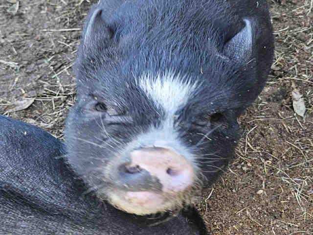 Enlarge WILLBUR, a Adoptable Pig in Carlsbad, CA image 1/1
