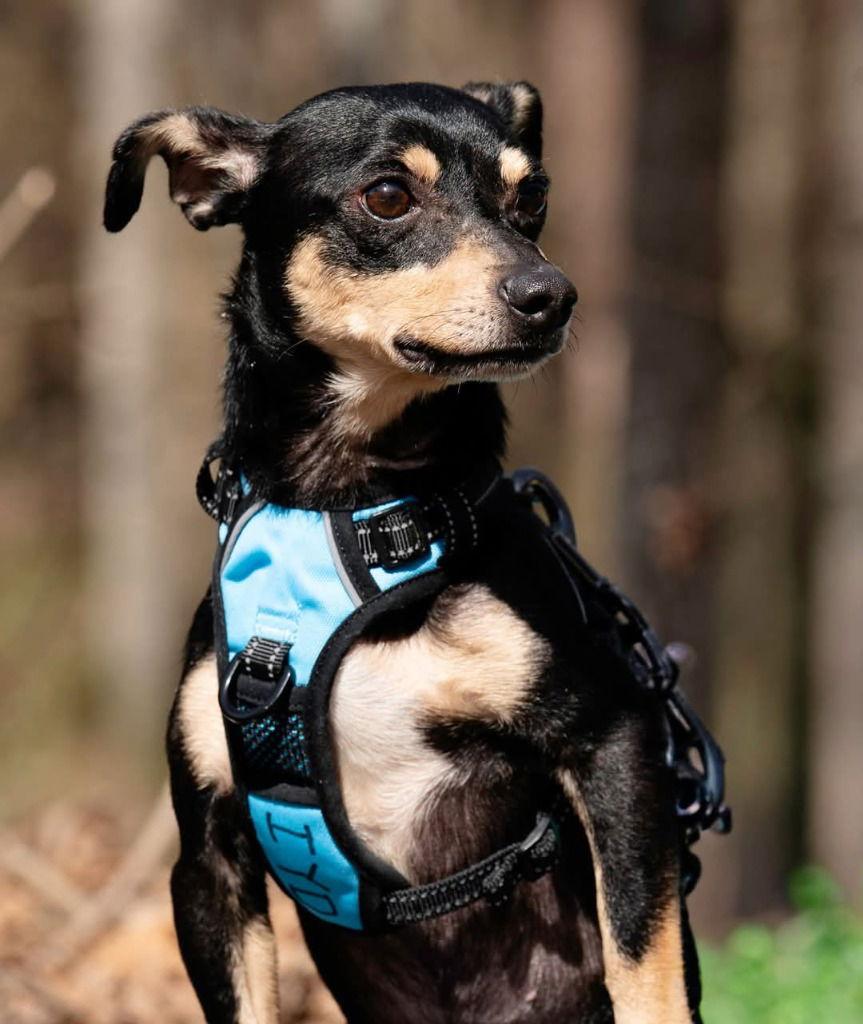 Kip, a Adoptable mixed breed in Ellijay, GA image 2/2