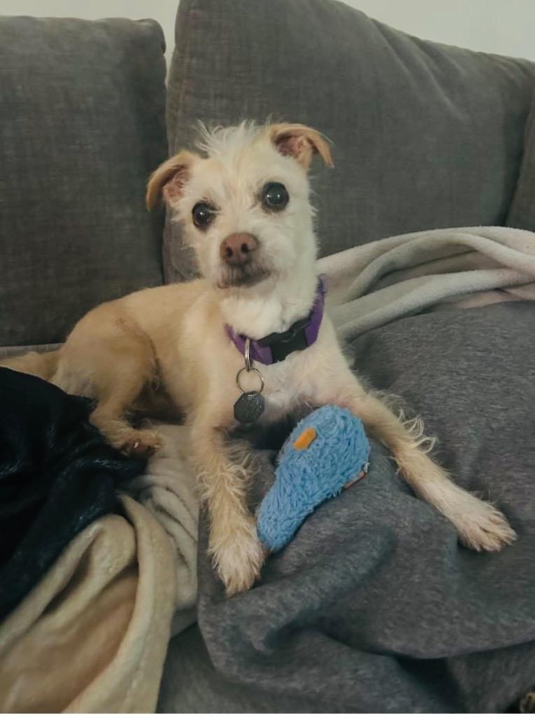 Enlarge Snowball, a Adoptable mixed breed in Waxhaw, NC image 1/6