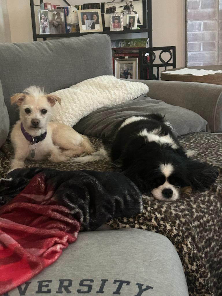 Enlarge Snowball, a Adoptable mixed breed in Waxhaw, NC image 2/6