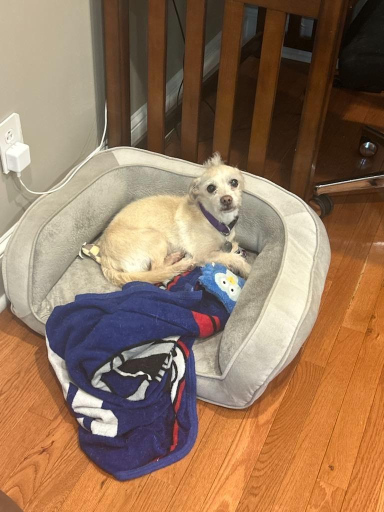 Enlarge Snowball, a Adoptable mixed breed in Waxhaw, NC image 3/6