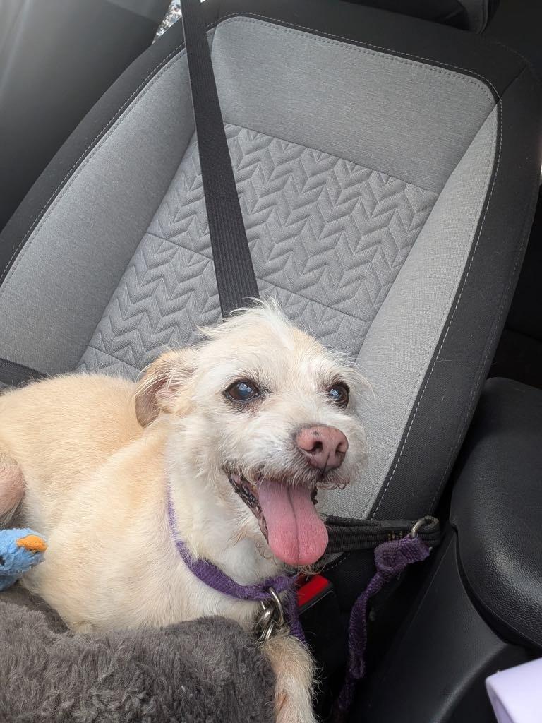 Enlarge Snowball, a Adoptable mixed breed in Waxhaw, NC image 4/6