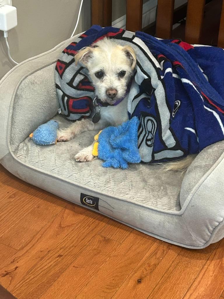 Enlarge Snowball, a Adoptable mixed breed in Waxhaw, NC image 5/6