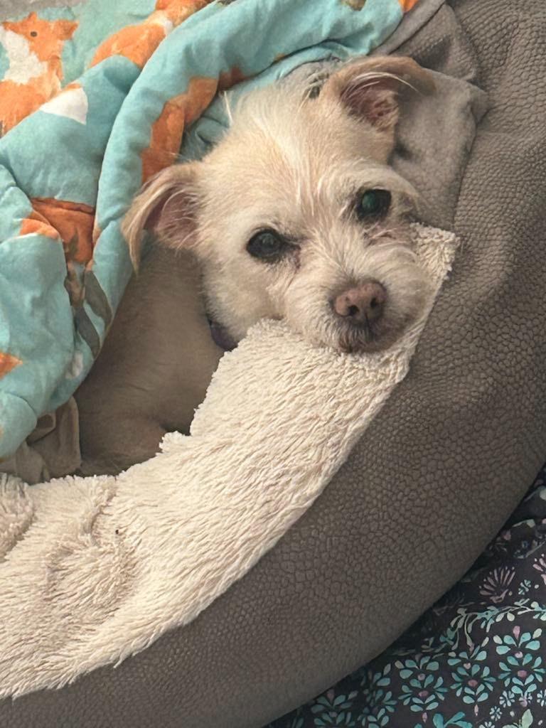 Enlarge Snowball, a Adoptable mixed breed in Waxhaw, NC image 6/6