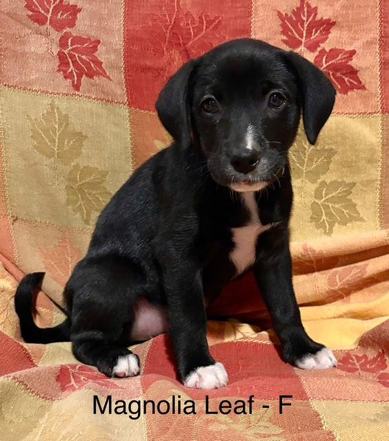 Magnolia Leaf, a Adoptable mixed breed in Hillside, IL image 1/3