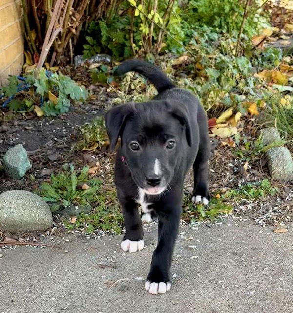 Magnolia Leaf, a Adoptable mixed breed in Hillside, IL image 3/3