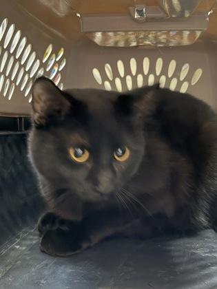 Reef, adopted, Adult Male Domestic Short Hair.