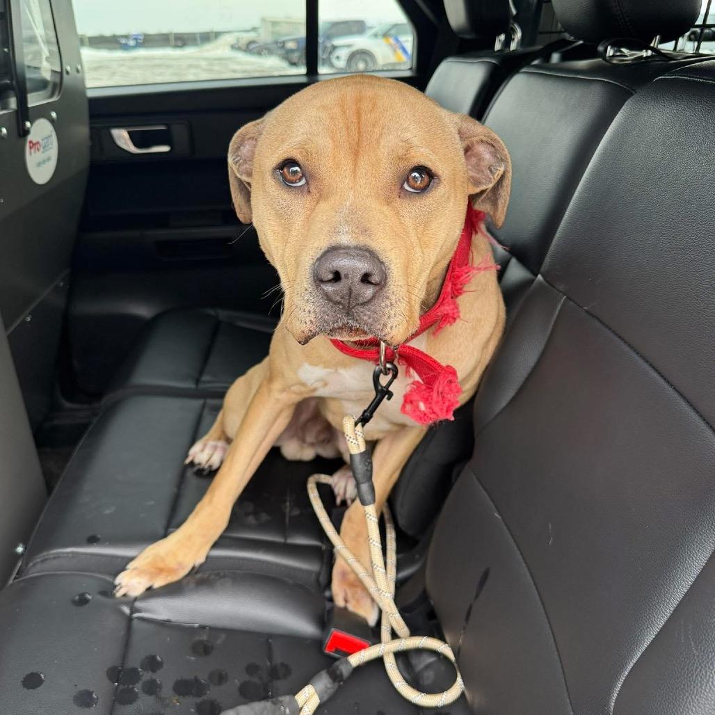 Jimmy, Adoptable, Young Male Pit Bull Terrier.