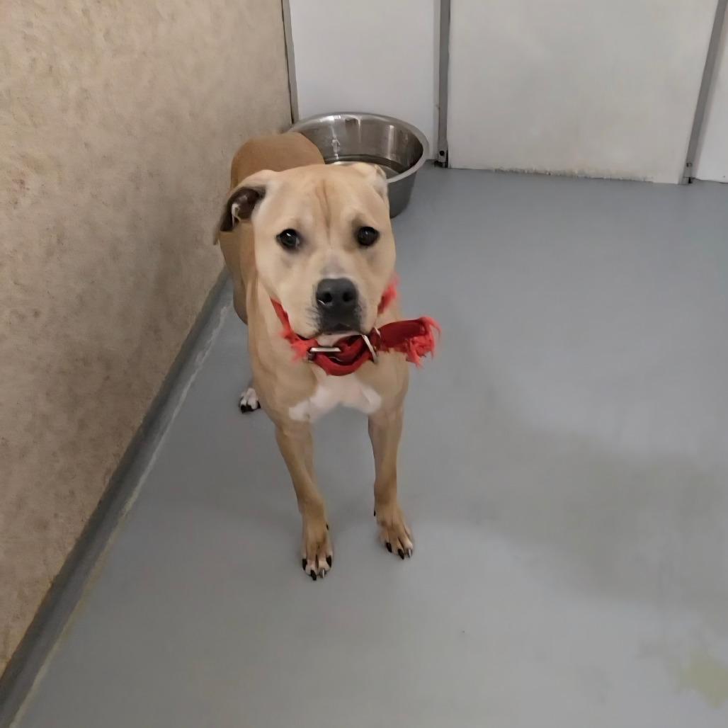 Enlarge Jimmy, a Adoptable Pit Bull Terrier in Pennsville, NJ image 2/2