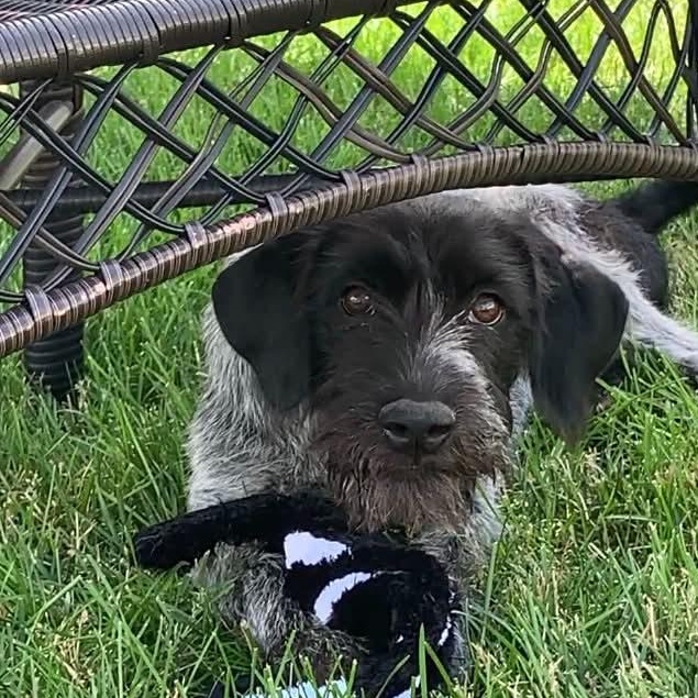 GOOSE 2, a ADOPTABLE German Wirehaired Pointer in Evansville, WI image 1/3