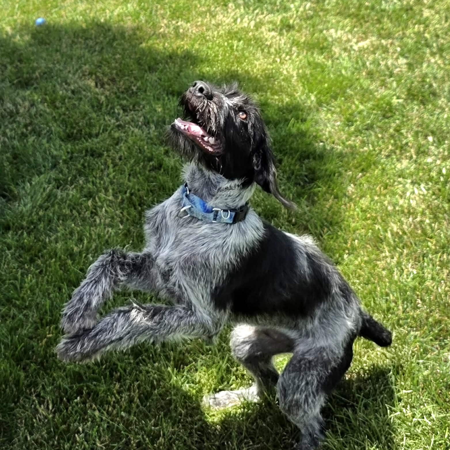 GOOSE 2, a ADOPTABLE German Wirehaired Pointer in Evansville, WI image 2/3