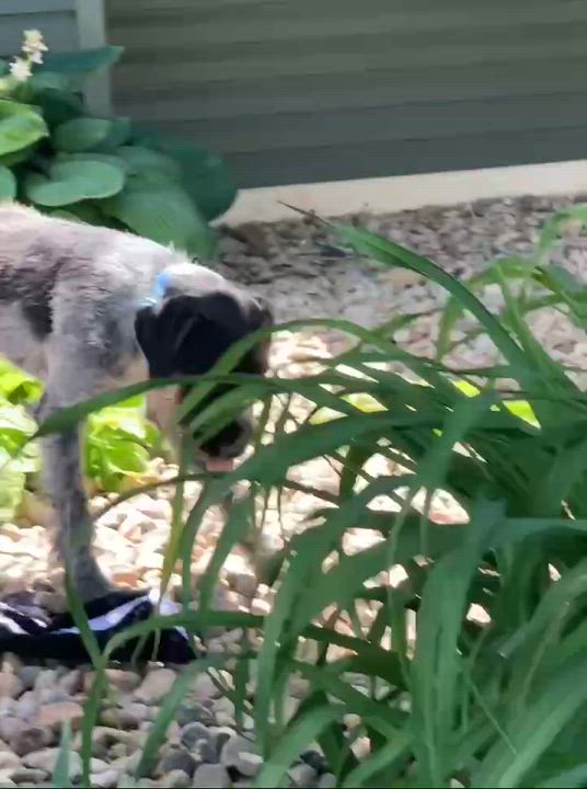 Enlarge GOOSE 2, a ADOPTABLE German Wirehaired Pointer in Evansville, WI video 3/3