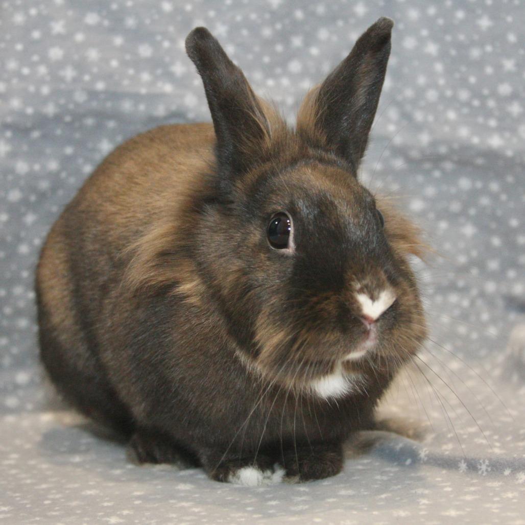 Enlarge Benita, a Adoptable American in Allentown, PA image 1/4