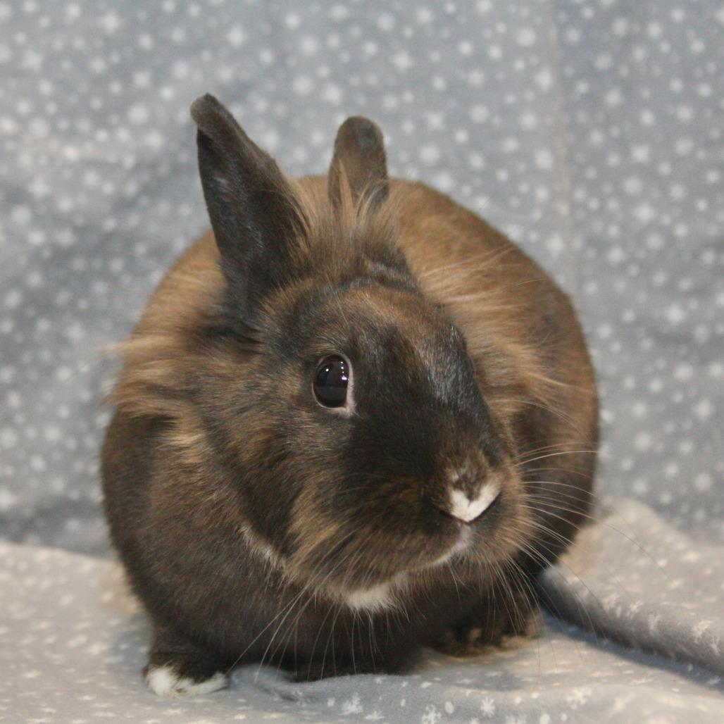 Enlarge Benita, a Adoptable American in Allentown, PA image 2/4