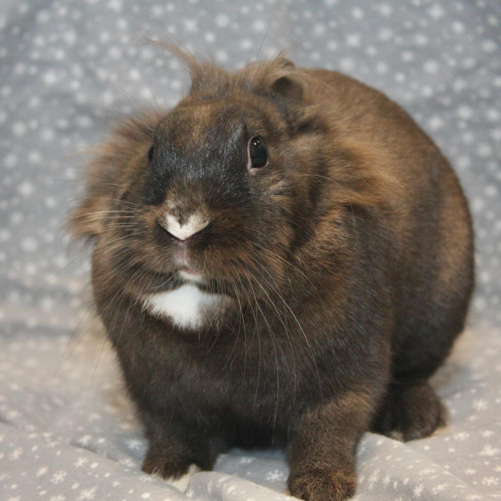 Enlarge Benita, a Adoptable American in Allentown, PA image 3/4