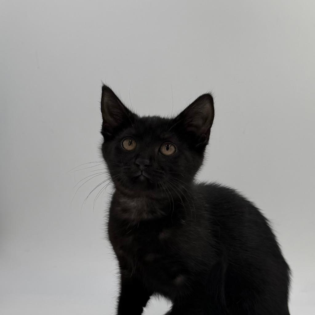 Enlarge Rain, a Adoptable Domestic Short Hair in State College, PA image 1/2
