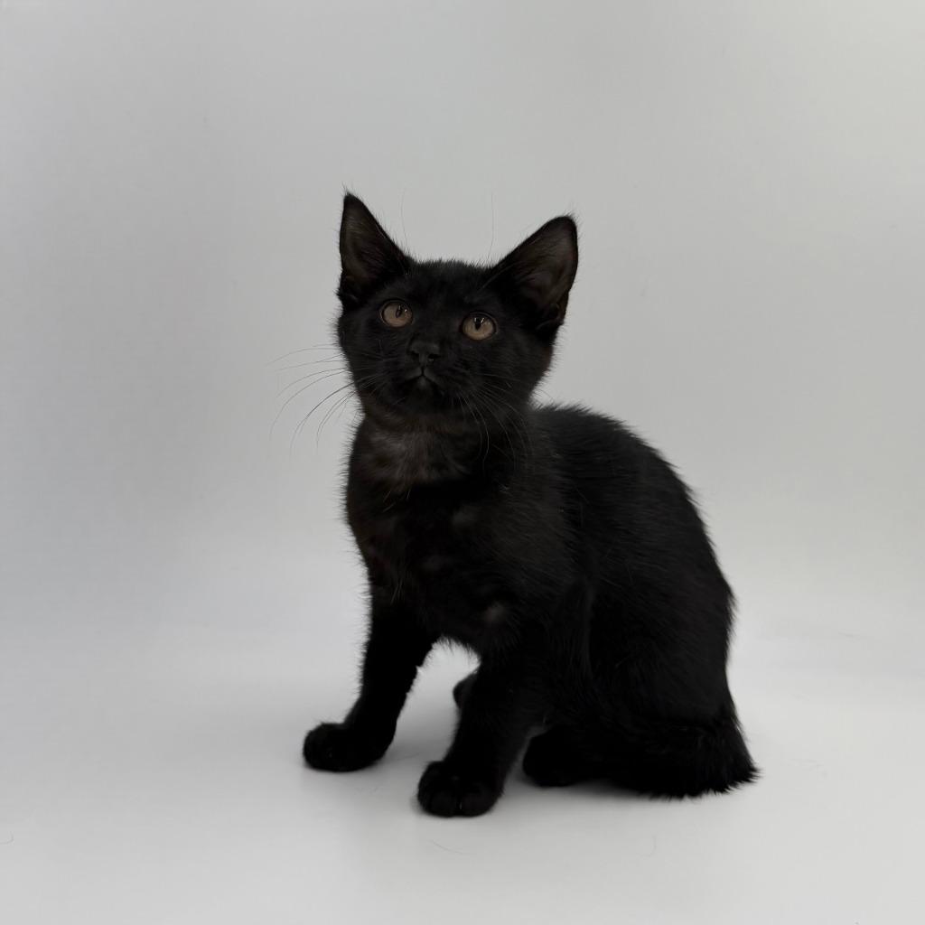 Enlarge Rain, a Adoptable Domestic Short Hair in State College, PA image 2/2