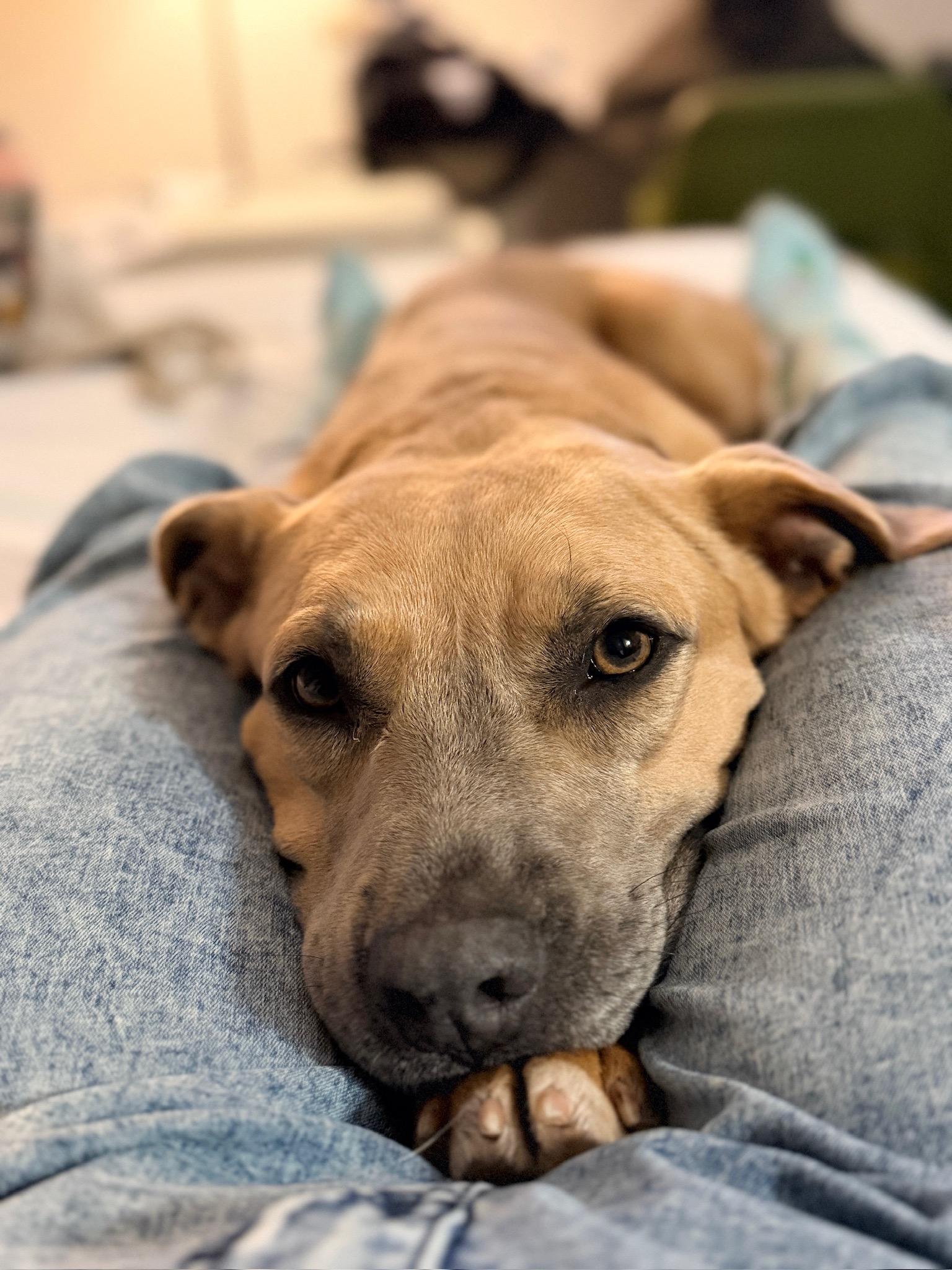 Clara, ADOPTABLE, Adult Female Mixed Breed.