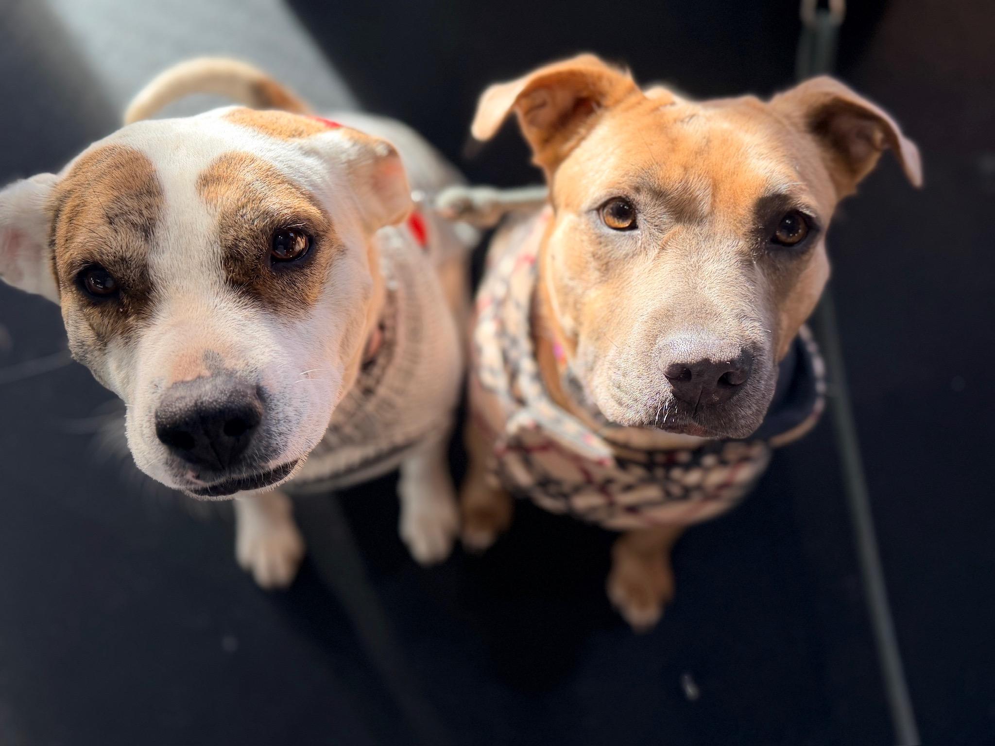 Enlarge Clara, a ADOPTABLE mixed breed in Durango, CO image 6/6