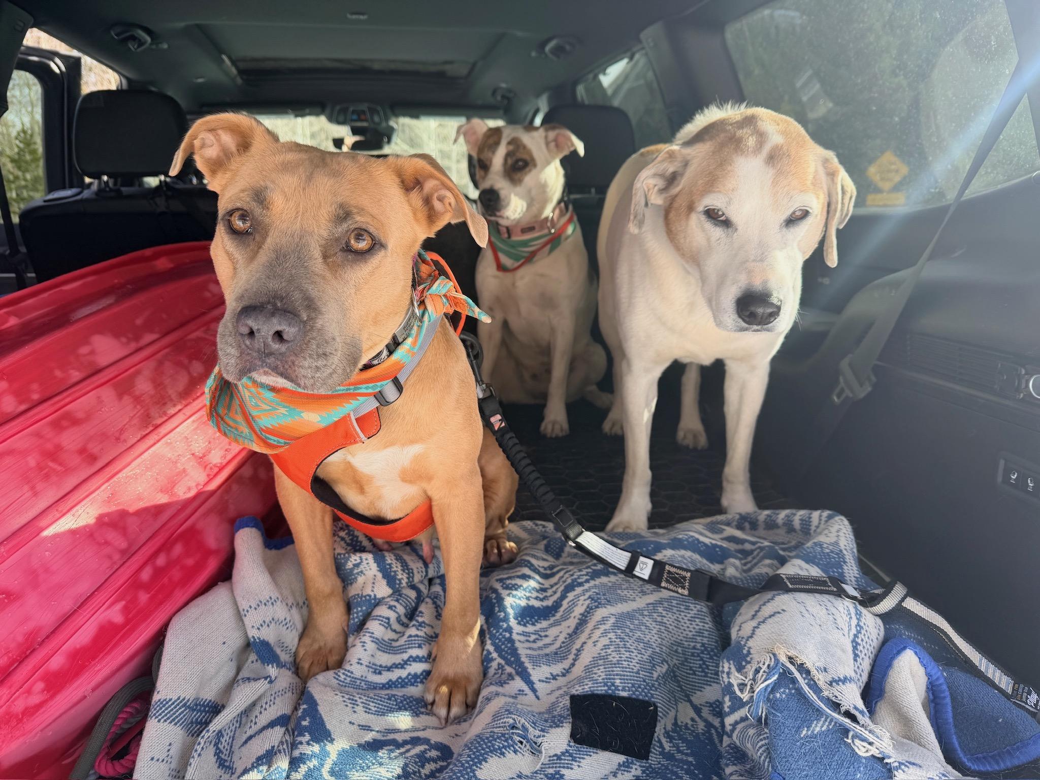 Enlarge Clara, a ADOPTABLE mixed breed in Durango, CO image 4/6