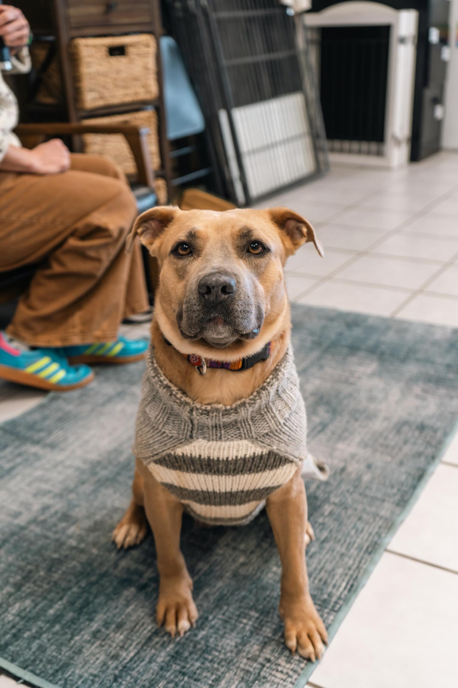 Enlarge Clara, a ADOPTABLE mixed breed in Durango, CO image 2/6