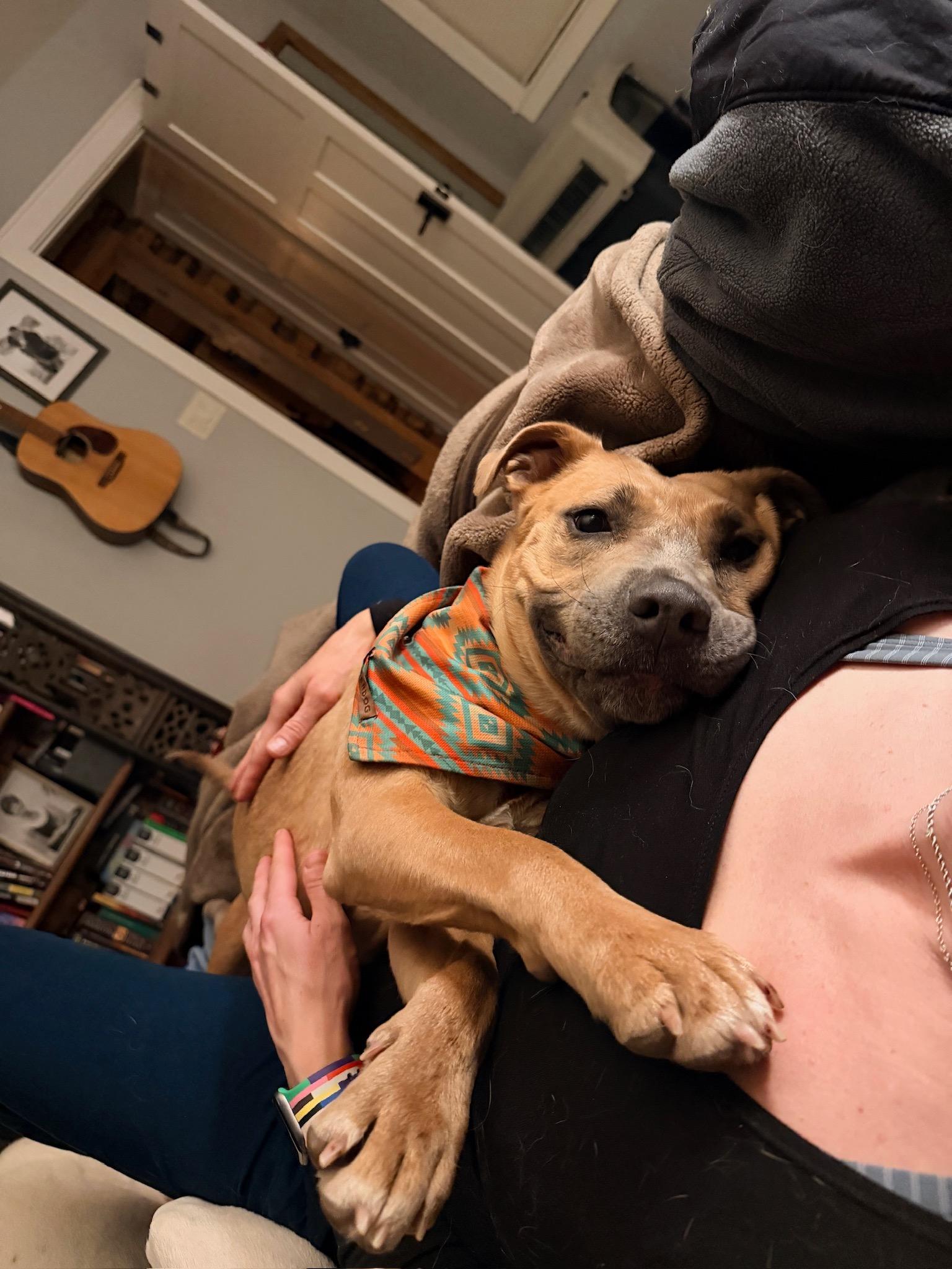 Enlarge Clara, a ADOPTABLE mixed breed in Durango, CO image 3/6