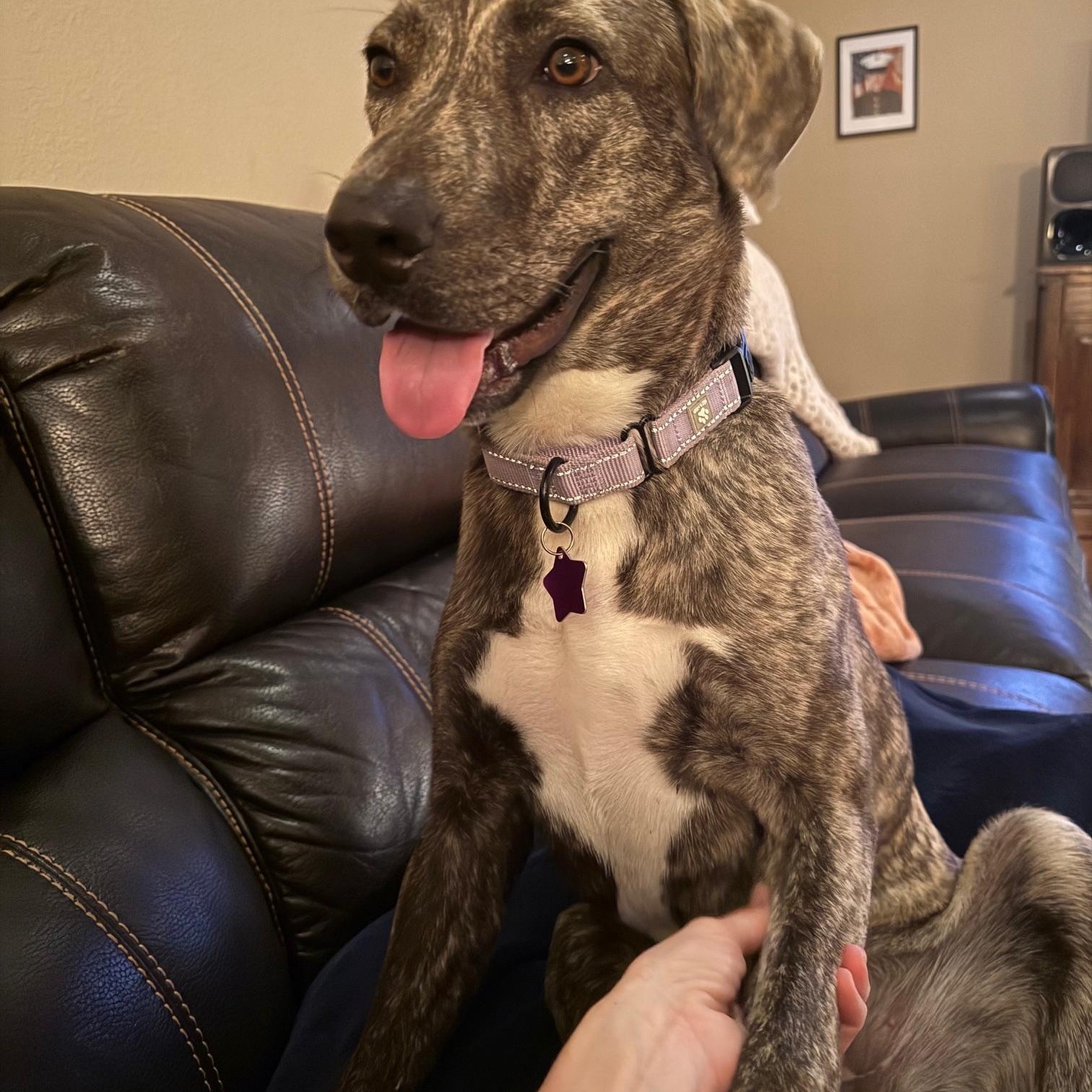 Bridget, a Adoptable mixed breed in Austin, TX image 1/5